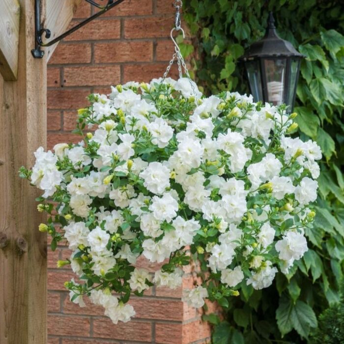 PETUNIA TUMBELINA Diana - Image 2