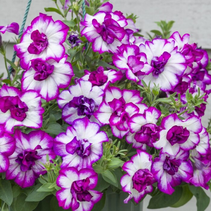 PETUNIA TUMBELINA Nicola - Image 2