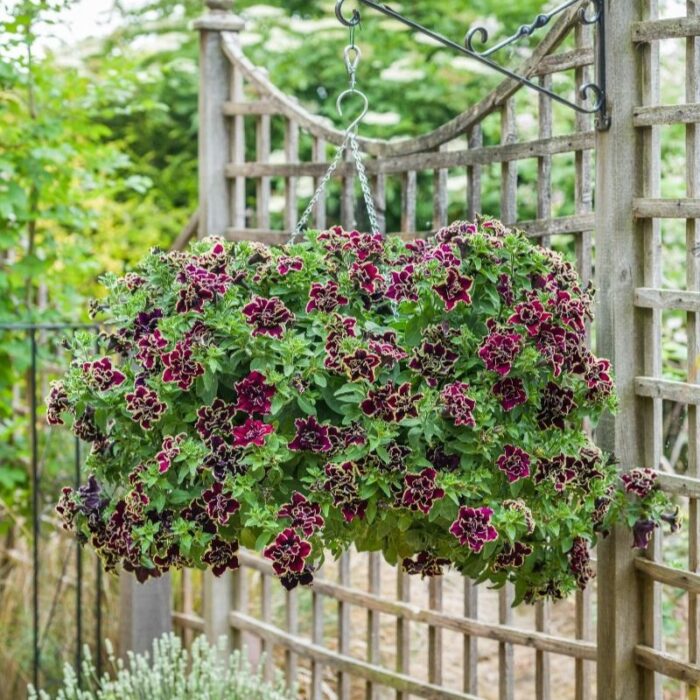 PETUNIA TUMBELINA Superstar - Image 2