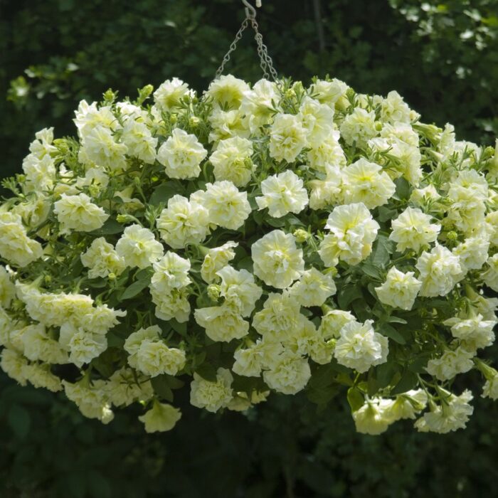 PETUNIA TUMBELINA Susanne - Image 2