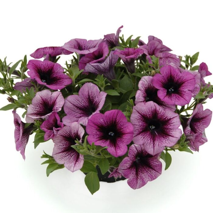 PETUNIAVERANDAORCHIDPL_1.jpg PETUNIA VERANDA Orchid - Image 3