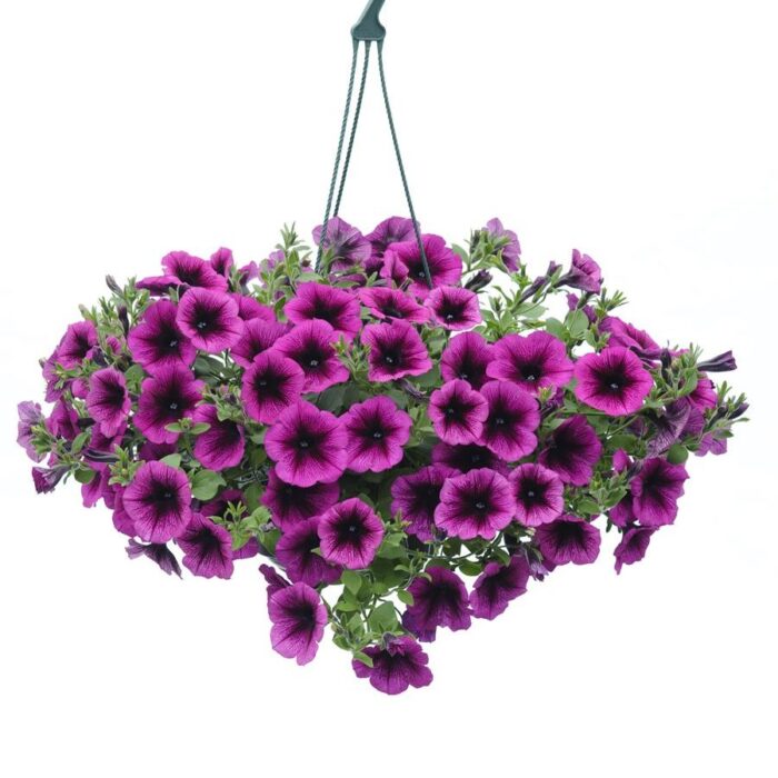 PETUNIAVERANDAORCHIDPL_2.jpg PETUNIA VERANDA Orchid - Image 2