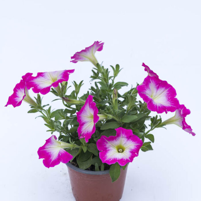 PETUNIA VERANDA Pink Morn - Image 2