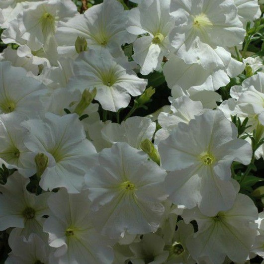 PETUNIAVERANDAWHITE2022PL.jpg