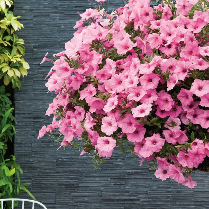 PETUNIA VISTA Bubblegum PP - Image 4