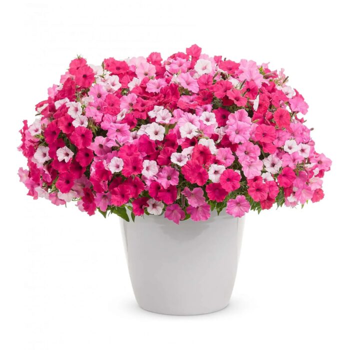 PETUNIA VISTA Bubblegum PP - Image 3