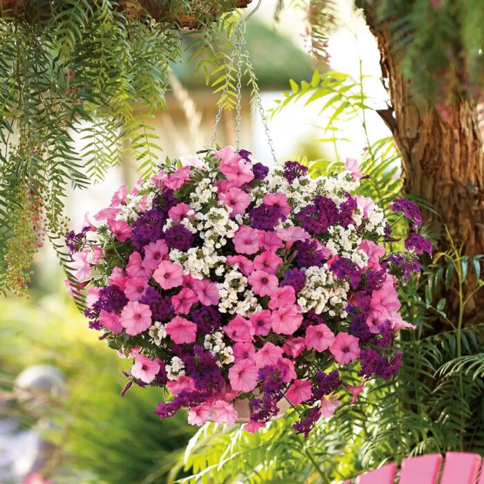 PETUNIA VISTA Bubblegum PP - Image 2