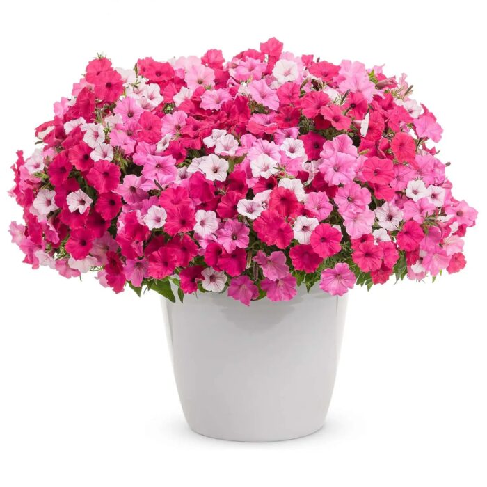 PETUNIA VISTA Fuchsia - Image 4