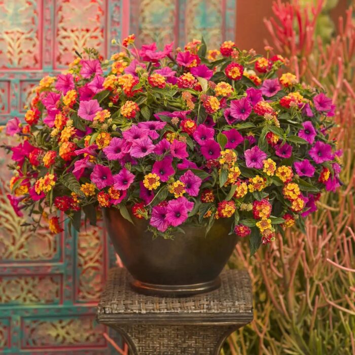 PETUNIA VISTA Fuchsia - Image 3