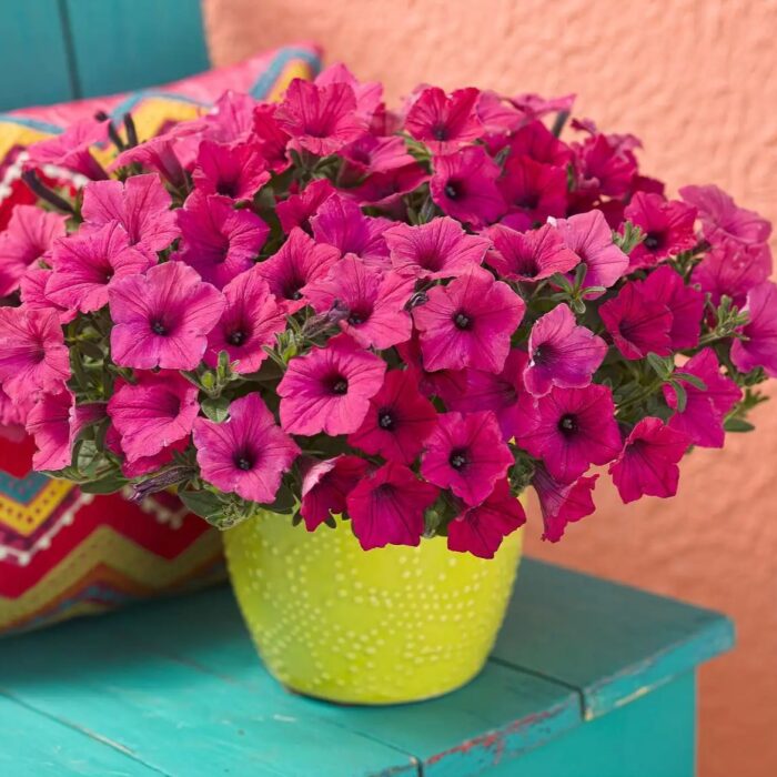 PETUNIA VISTA Fuchsia PP - Image 4