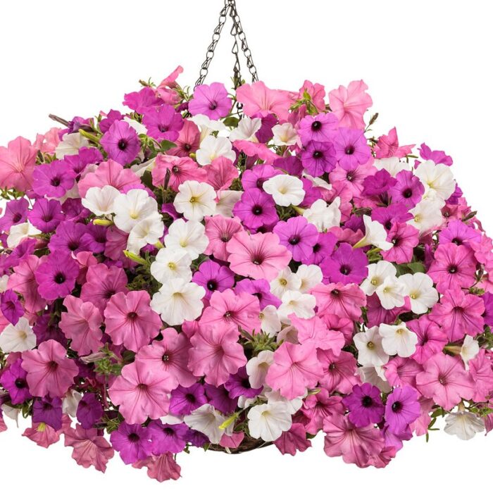 PETUNIA VISTA Jazzberry - Image 3