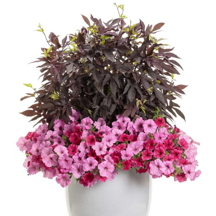 PETUNIA VISTA Paradise - Image 3