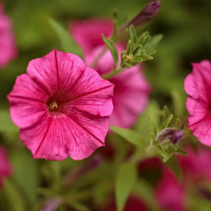 PETUNIA VISTA Paradise PP - Image 2