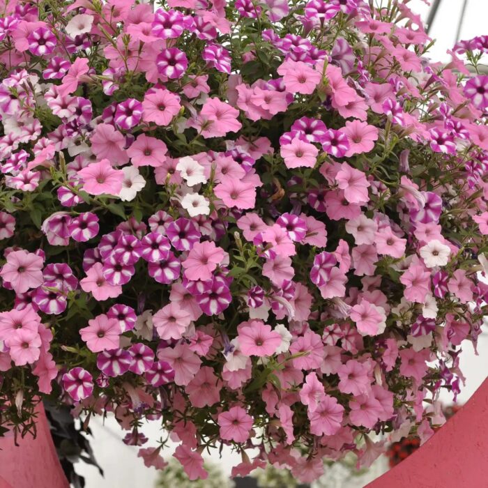 PETUNIA VISTA Raspberry Star PP - Image 3