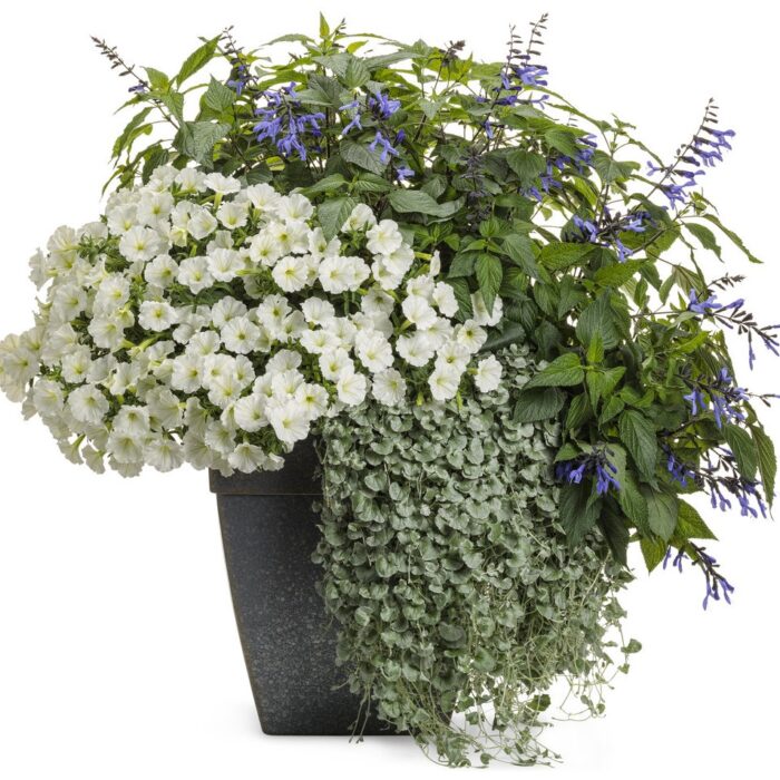 PETUNIA VISTA Snowdrift - Image 4