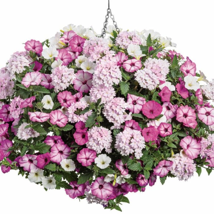 PETUNIA VISTA Snowdrift PP - Image 3