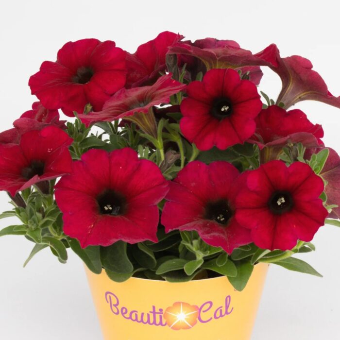 PETUNIA x CALIBRACHOA BEAUTICAL Bordeaux - Image 2