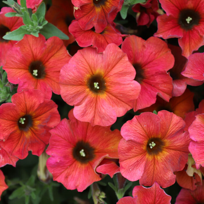PETUNIA x CALIBRACHOA BEAUTICAL Cinnamon - Image 2