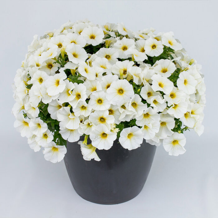 PETUNIA x CALIBRACHOA BEAUTICAL Pearl White - Image 3