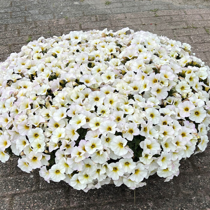 PETUNIA x CALIBRACHOA BEAUTICAL Pearl White - Image 2