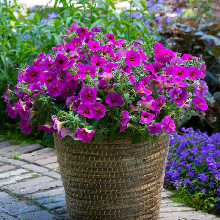 PETUNIA x CALIBRACHOA BEAUTICAL Purple Dawn - Image 3