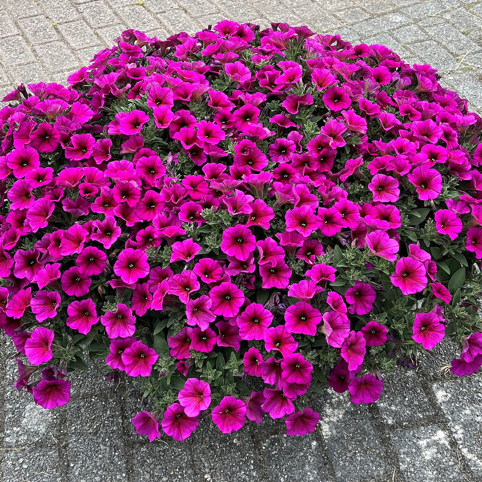 PETUNIA x CALIBRACHOA BEAUTICAL Purple Dawn - Image 2