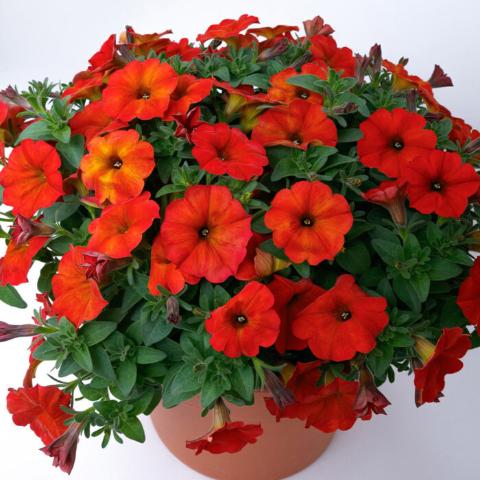 PETUNIA x CALIBRACHOA BEAUTICAL Red Maple - Image 2