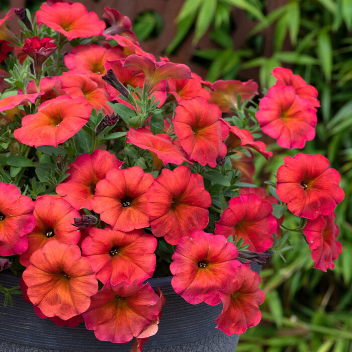 PETUNIA x CALIBRACHOA BEAUTICAL Red Maple - Image 3