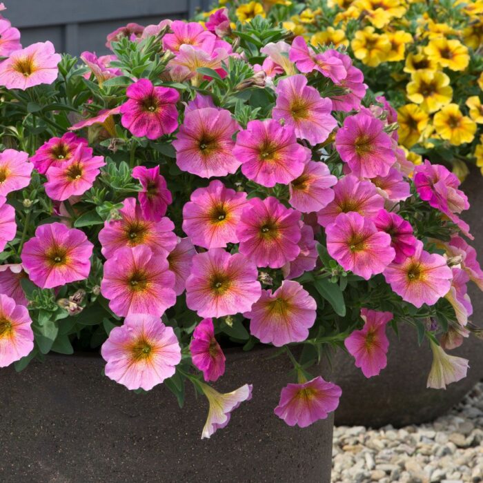 PETUNIA x CALIBRACHOA BEAUTICAL Sunray Pink - Image 2