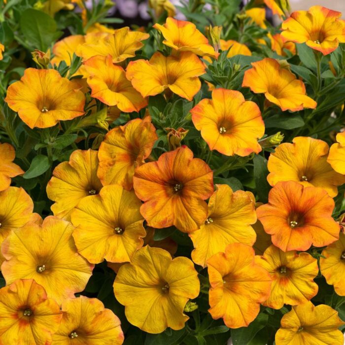 PETUNIA x CALIBRACHOA BEAUTICAL Sunset Orange - Image 2