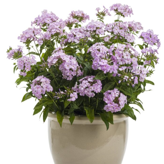 PHLOX Paniculata Opening Act Blush - Image 2