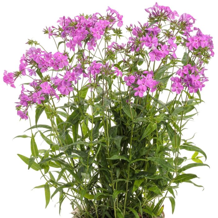 PHLOX Paniculata Opening Act Ultrapink - Image 2