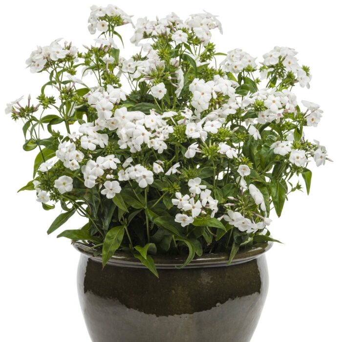 PHLOX Paniculata Opening Act White - Image 3