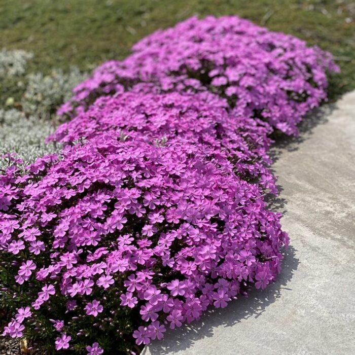 PHLOX Subulata Emerald Pink - Image 2
