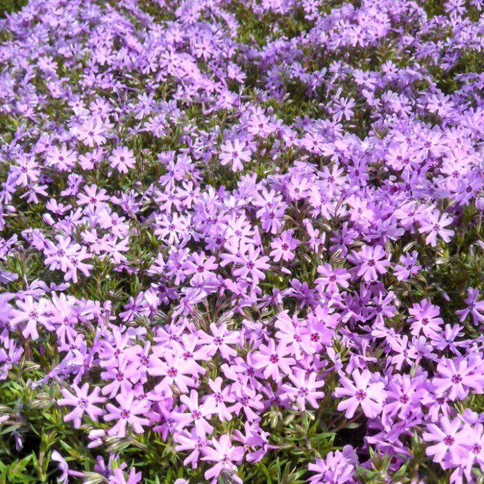 PHLOX Subulata Fort Hill - Image 2