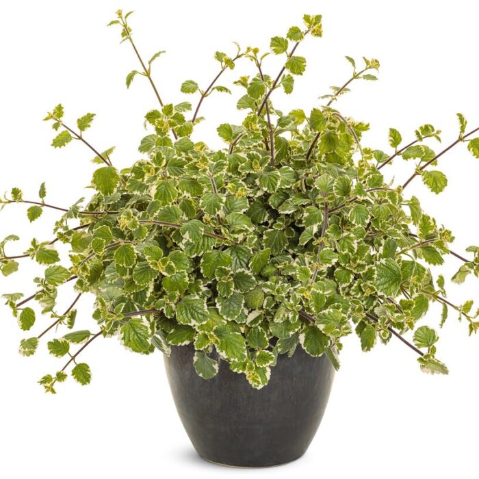 PLECTRANTHUS Variegata - Image 2