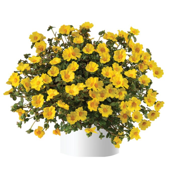 PORTULACA Mega Pazzaz Gold - Image 2