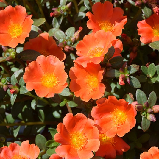 PORTULACAMEGAPAZZAZORANGEPL.jpg