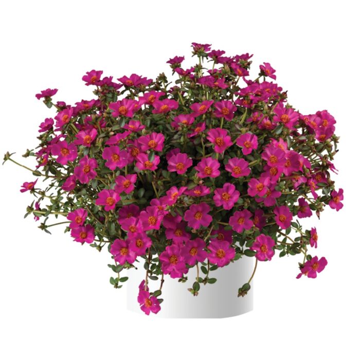 PORTULACA Mega Pazzaz Purple - Image 2