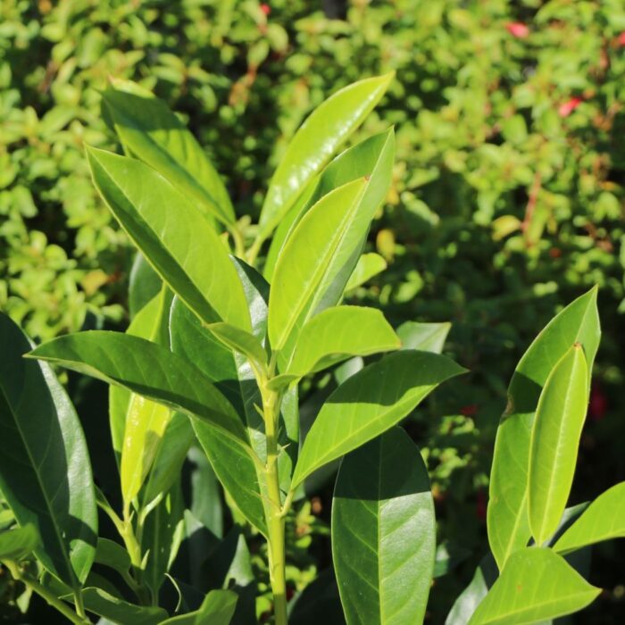 PRUNUS Elly - Image 2