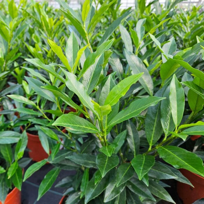 PRUNUS Otto Supreme - Image 2