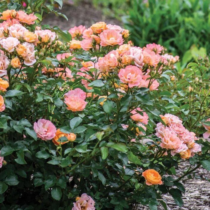 ROSA DRIFT Peach - Image 2