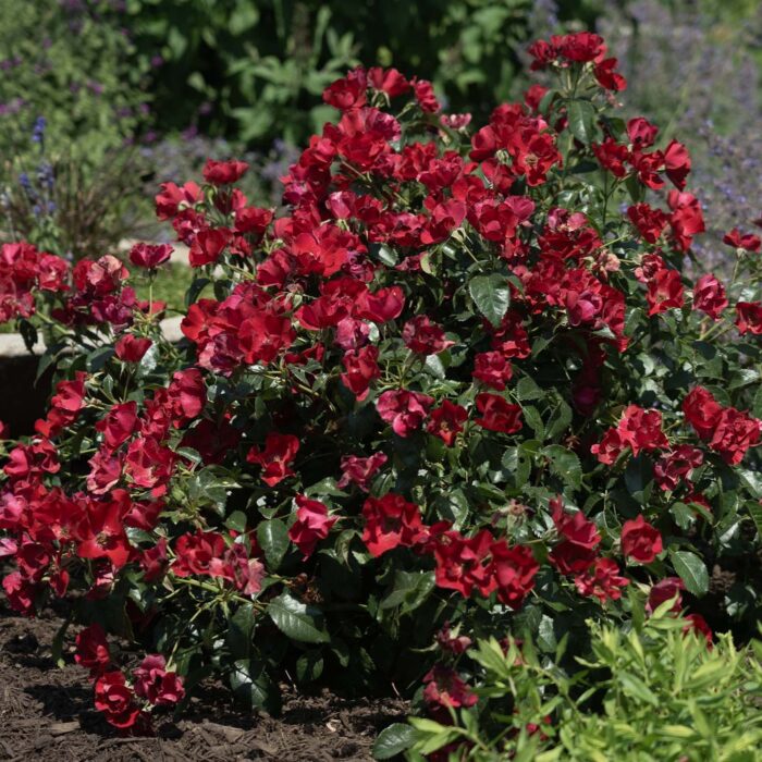 ROSA DRIFT Scarlet - Image 2