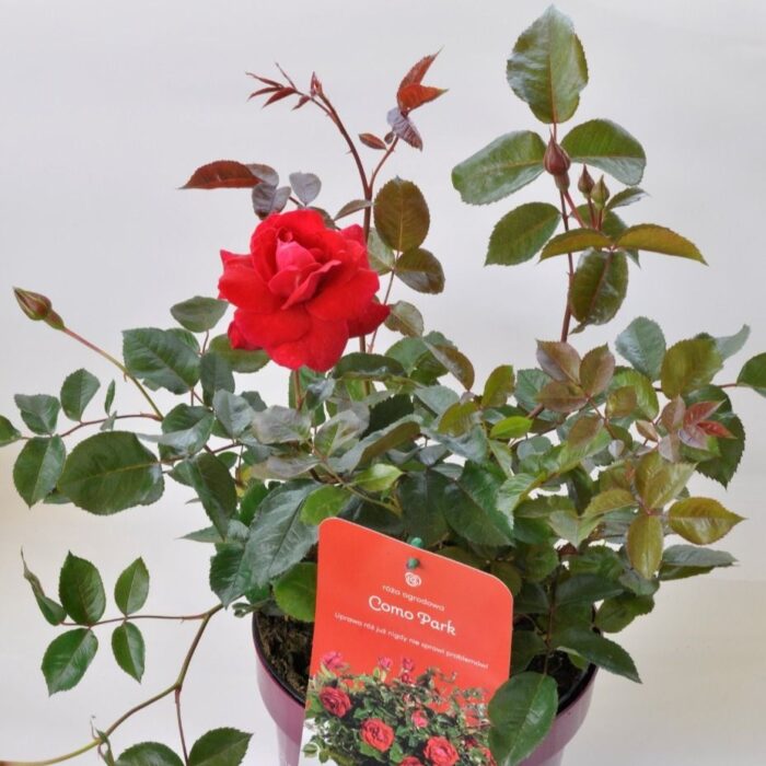 ROSAEASYELEGANCECOMOPARKPL_1.jpg ROSA EASY ELEGANCE Como Park - Image 2