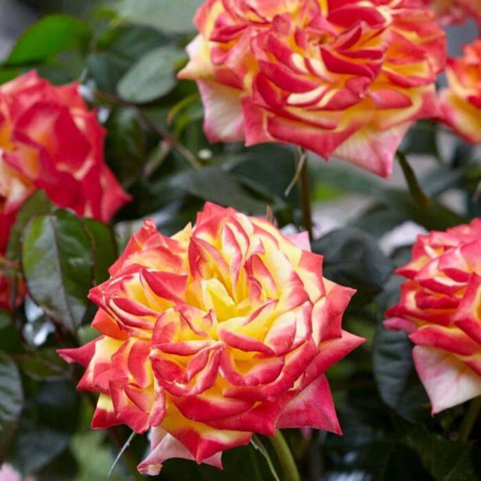 ROSATWISTERSELECTPL_1.jpg ROSA TWISTER Select - Image 2