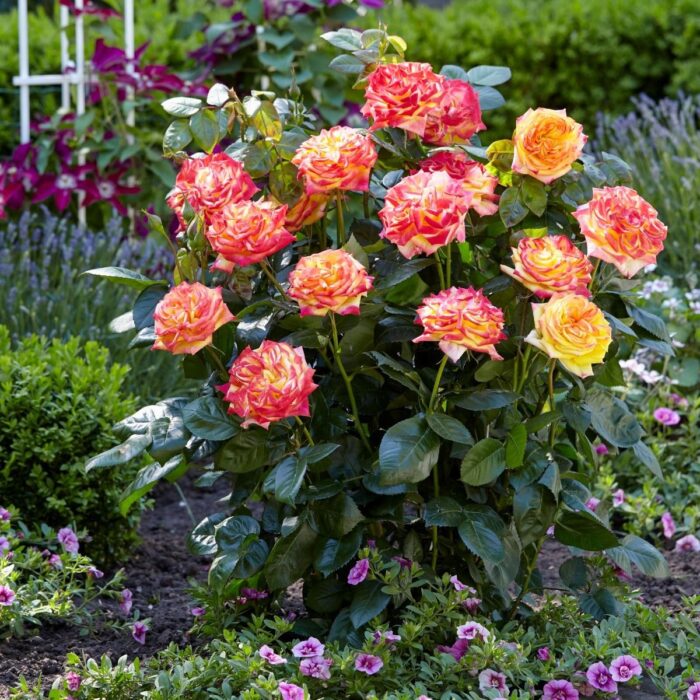 ROSATWISTERSELECTPL_2.jpg ROSA TWISTER Select - Image 3