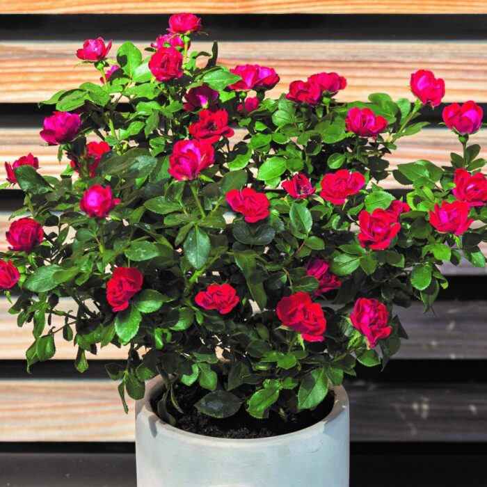 ROSA ZEPETTI Zepetti - Image 2