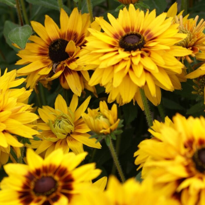 RUDBECKIAHURONPL.jpg