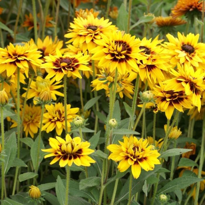RUDBECKIAHURONPL_1.jpg RUDBECKIA Huron - Image 2
