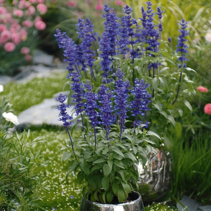 SALVIA Midnight Candle - Image 2